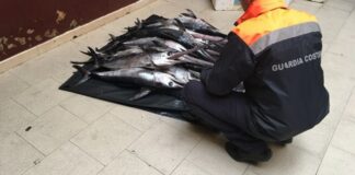 Sequestrati 21 pesci spada sotto misura