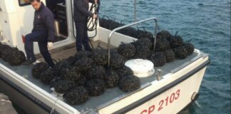 Maxi sequestro di cozze prive di certificazione sanitaria