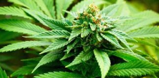 Giunta regionale, approvato disegno di legge per coltivazione cannabis