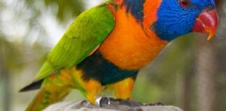 In possesso di un Pappagallo Lory e una Iguana senza autorizzazioni