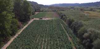 Maxi piantagione di marijuana sequestrata dalla GdF: 6 arresti