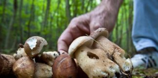 Cerca funghi nel potentino ma si perde nei boschi: ritrovato anziano 72enne