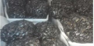 Padre e figlio trasportano 440 kg di cozze e 13 kg di datteri di mare: denunciati
