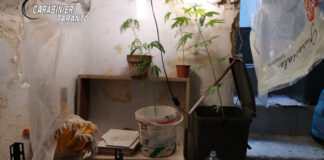 Scoperta una serra per la produzione di marijuana: arrestato un 29enne