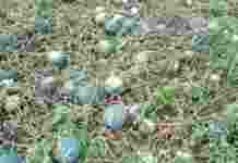 Violenta grandinata nel tarantino: danni a frutteti