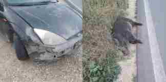Auto contro cinghiale sulla provinciale 13: conducente illeso e veicolo distrutto
