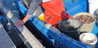 Pesca di frodo e traffico dei “cetrioli di mare”: 17 misure cautelari a Taranto