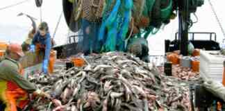 Pesca la Regione Puglia pubblica il bando da 3 milioni a sostegno delle marinerie pugliesi