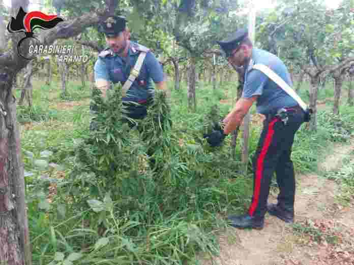 Piantagione Laterza 2