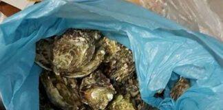 Sequestrati a Taranto 10 chili di mitili non tracciati