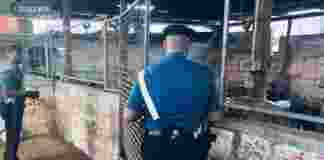 Controlli in allevamenti e aziende agricole: sanzioni da 32mila euro, due denunce