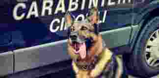 Il cane “Quintin” fiuta la droga nascosta, 32enne arrestato