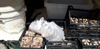 Cozze in cattivo stato di conservazione e prive di tracciabilità: sequestrati 25 kg. dalla Polizia