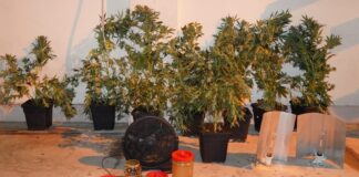 Serra per la coltivazione di marijuana in casa, arrestato un 47enne tarantino