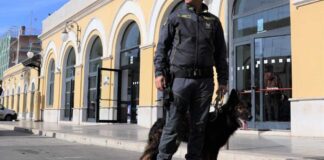 Il fiuto dei pastori tedeschi Yuri e Yogi non fallisce: sequestrata droga e segnalati 19 responsabili