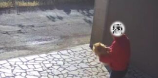 Ruba un volpino da un giardino: 59enne rintracciato e denunciato dalla Polizia
