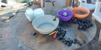 Sorpreso a confezionare vaschette di cozze, 45enne denunciato dalla Polizia di Stato