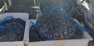 Sorpreso con 150 chili di cozze in auto: 49enne denunciato dalla Polizia di Stato