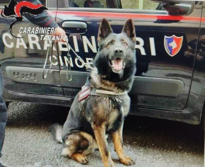 Carabinieri cinofili