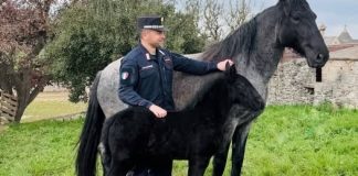 Nasce Zeus, il primo puledro murgese del 2026