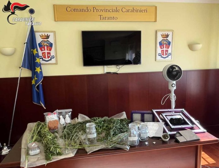 cannabis