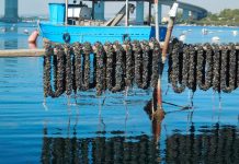 Mitilicoltura, intesa sulla deroga temporanea per il Mar Piccolo