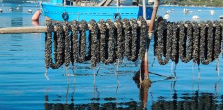 Mitilicoltura, intesa sulla deroga temporanea per il Mar Piccolo