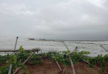 Maltempo in Puglia, nubifragi e vento a Bari e Taranto: tromba d’aria a Ginosa
